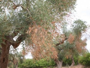 xylella-2-big