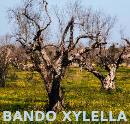 xylella